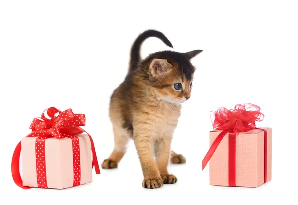 Симпатичный сомалийский котенок в коробке с подарками — стоковое фото