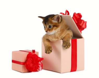 şirin somali kedi yavrusu hediye kutusu