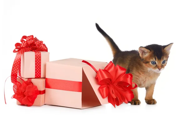 Cute somali kitten in a present box — Stock Photo, Image