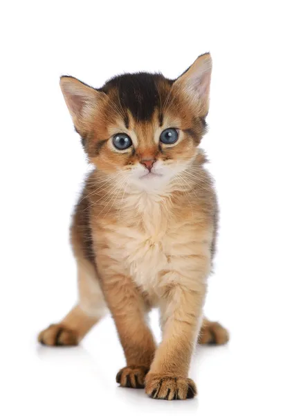 Lindo gatito somalí —  Fotos de Stock