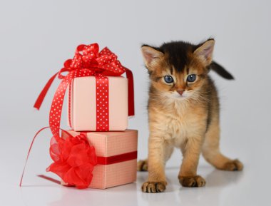 şirin somali kedi yavrusu hediye kutusu