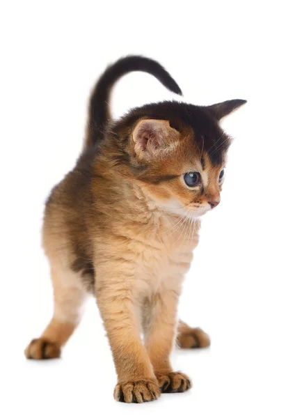 Милый сомалийский котенок — стоковое фото