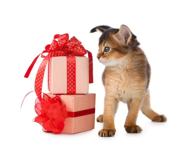 Lindo gatito somalí en una caja de regalo — Foto de Stock