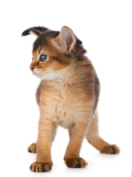 Cute somali kitten — Stock Photo, Image