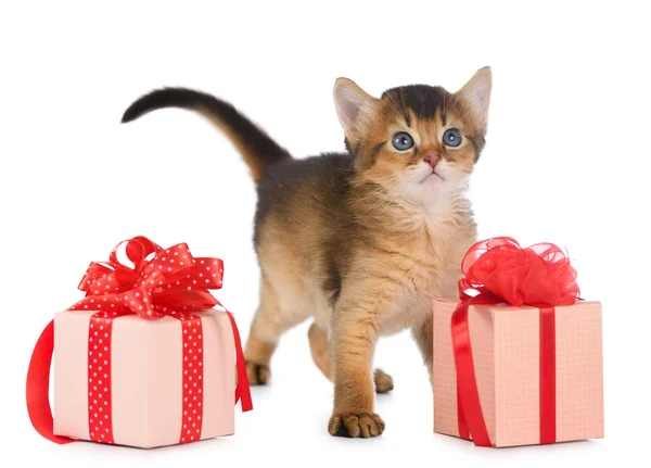 Cute somali kitten in a present box — Stock Photo, Image