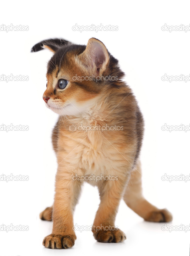 Cute somali kitten