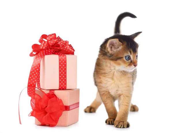 Cute somali kitten in a present box — Stock Photo, Image