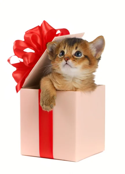 Cute somali kitten in a present box — Stock Photo, Image