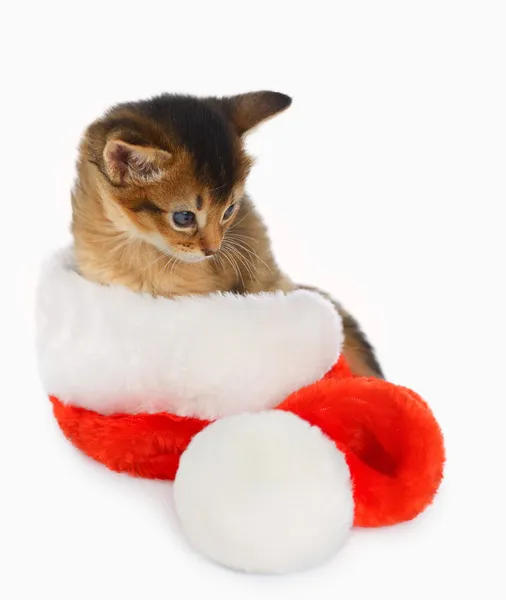 Wesołe Boże Narodzenie Cat z Santa kapelusz na białym tle Zdjęcia Stockowe bez tantiem