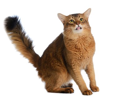 beyaz zemin üzerinde izole Somali kedi