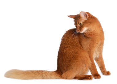 beyaz zemin üzerinde izole Somali kedi