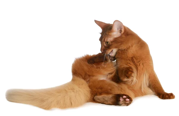 Somali cat isolated on white background — Stock Photo, Image