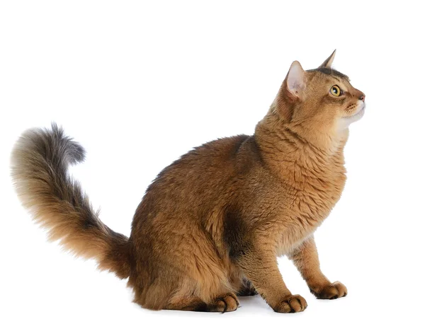 Somali cat isolated on white background — Stock Photo, Image