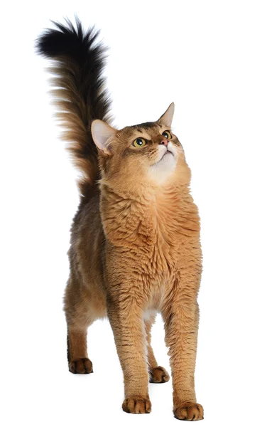 Somali cat isolated on white background — Stock Photo, Image