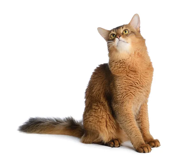 Somali cat isolated on white background — Stock Photo, Image