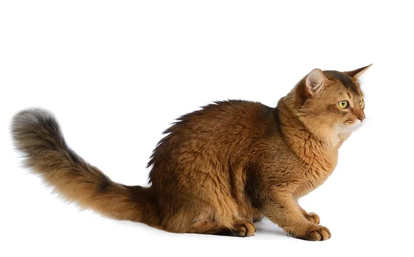 Gato somalí aislado sobre fondo blanco — Foto de Stock