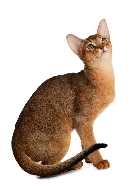 Beyaz arka plan üzerinde izole abyssinian genç kedi — Stok fotoğraf