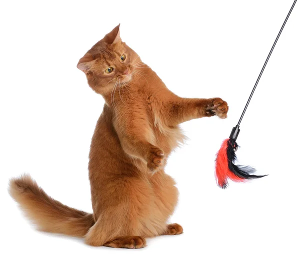 Somali cat isolated on white background — Stock Photo, Image