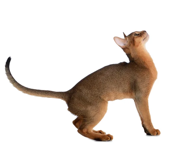 แมวหนุ่ม Abyssinian แยกกันบนพื้นหลังสีขาว — ภาพถ่ายสต็อก