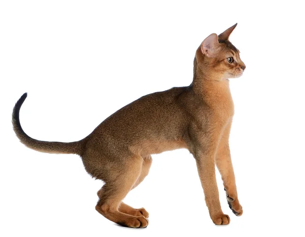 Beyaz arka plan üzerinde izole abyssinian genç kedi — Stok fotoğraf