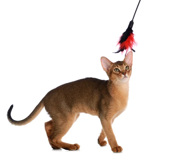 Abyssinian young cat isolated on white background — Stock Photo, Image