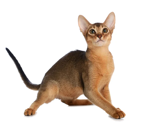 Beyaz arka plan üzerinde izole abyssinian genç kedi — Stok fotoğraf