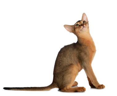 Beyaz arka plan üzerinde izole abyssinian genç kedi