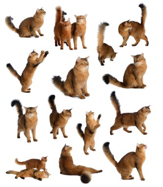 somali kedi beyaz zemin üzerine izole kümesi