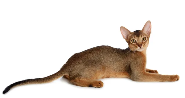 Abissínio jovem gato isolado no fundo branco — Fotografia de Stock