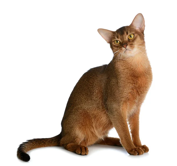 Abyssinian jonge kat geïsoleerd op witte achtergrond — Stockfoto