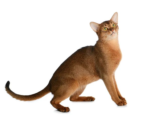 Beyaz arka plan üzerinde izole abyssinian genç kedi — Stok fotoğraf