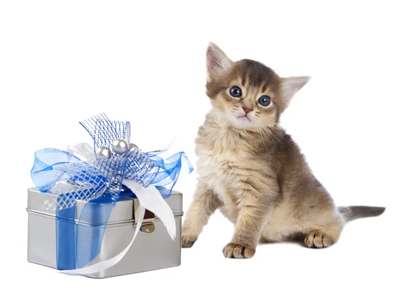 Cute somali kitten sitting near a present box — Stock Photo, Image