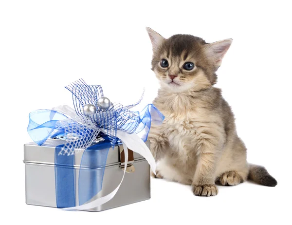 Gatinho somali bonito sentado perto de uma caixa de presente — Fotografia de Stock