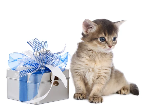 現在のボックスの近くに座ってかわいいソマリア子猫 — ストック写真