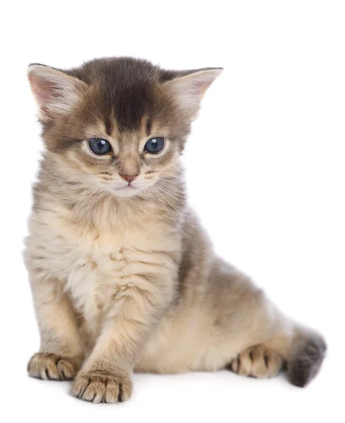 Carino gattino somalo — Foto Stock
