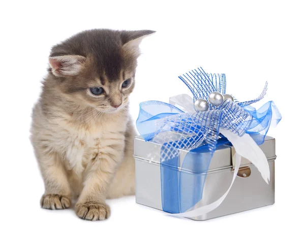 Gatinho somali bonito sentado perto de uma caixa de presente — Fotografia de Stock