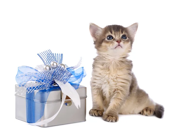 Carino gattino somalo seduto vicino a una scatola regalo — Foto Stock