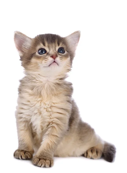 Lindo gatito somalí — Foto de Stock