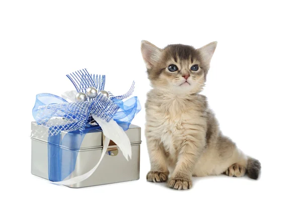Симпатичный сомалийский котенок сидит возле коробки с подарками — стоковое фото