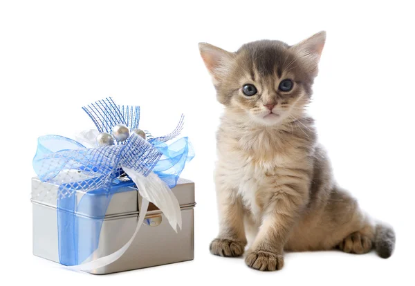 Cute somali kitten sitting near a present box — Stock Photo, Image