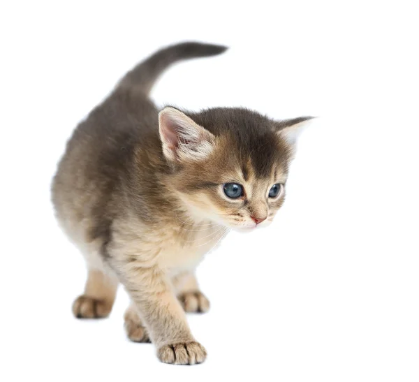 Lindo gatito somalí — Foto de Stock