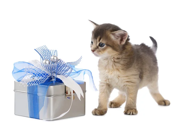 Şirin somali kedi yavrusu hediye kutusu oturan — Stok fotoğraf