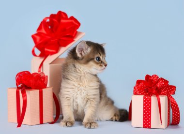 şirin somali kedi yavrusu hediye kutusu oturan