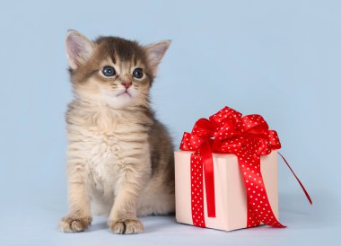 şirin somali kedi yavrusu hediye kutusu oturan