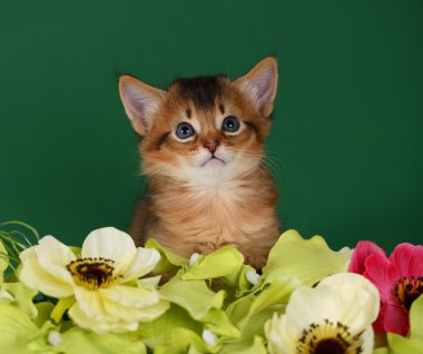 yeşil zemin üzerine sevimli somali kedi yavrusu