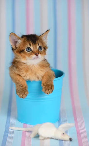 Lindo gatito somalí en un cubo con ratón —  Fotos de Stock