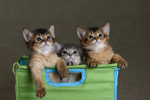 Three cute somali kittens on a grey backround — Stock Photo, Image