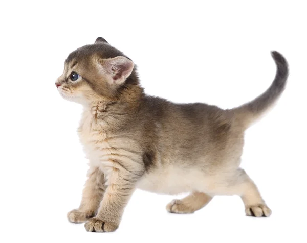 Gatinho somali bonito — Fotografia de Stock