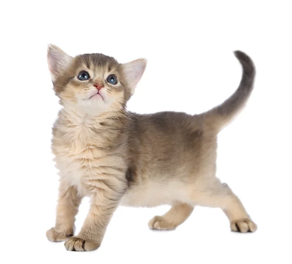Cute somali kitten — Stock Photo, Image