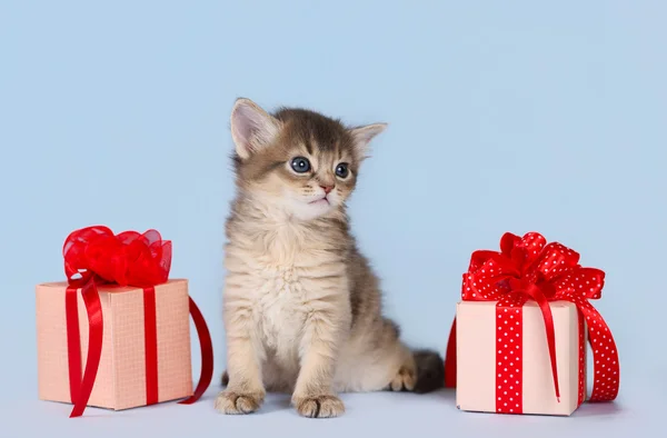 Şirin somali kedi yavrusu hediye kutusu oturan — Stok fotoğraf